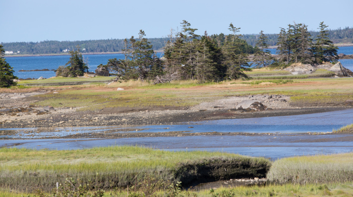 Salt Marshes