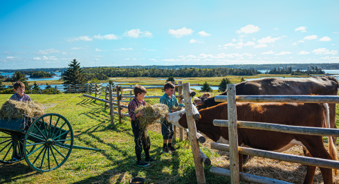 Children feeding a cow