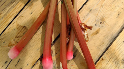 Stalks of rhubarb.